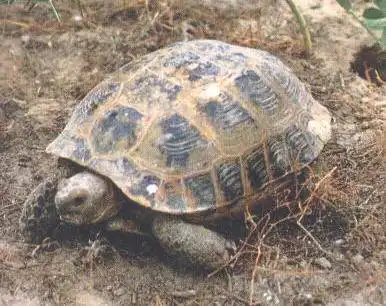 中国惟一的四爪陆龟保护区