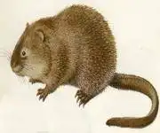 居住地最低的动物