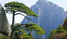 上海.苏州.无锡.南京.黄山.千岛湖.杭州.千年水乡“乌镇”单飞单卧12日