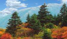 武汉.宜昌.神龙架.神龙祭坛.武当山.南岩宫.紫宵宫 单飞单卧9日游