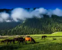 王牌伊犁,伊犁深度八日游 （商务舱） （独库） （小车拼车、纯玩无购物！）