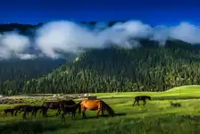 2026·王牌伊犁 伊犁八日游 春季  小车拼车、纯玩无购物！