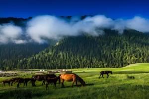 王牌伊犁,伊犁深度八日游 (商务舱) (独库) (小车拼车、纯玩无购物!)