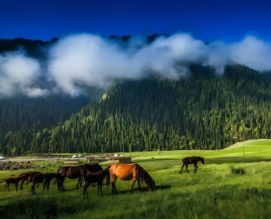 2026·王牌伊犁 伊犁八日游 春季  小车拼车、纯玩无购物！