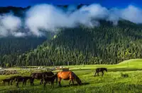 2025·小趣伊犁 伊犁六日游 （独库） （小车拼车、纯玩无购物！）