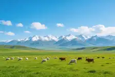 2026·牧野伊犁 伊犁七日游  小车拼车、纯玩无购物！