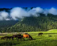 静谧伊犁 伊犁八日游 （1+1头等舱） （小车拼车、纯玩无购物！）