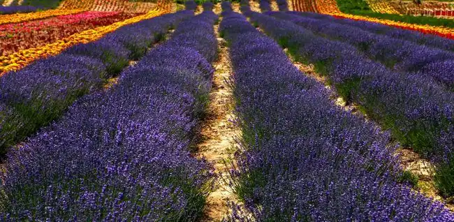 包车游玩幻灯片