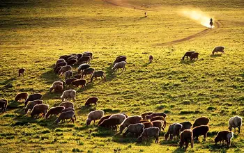 【独库公路】那拉提,赛里木湖,口岸,薰衣草单卧单动四日游