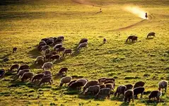 【独库公路】那拉提,赛里木湖,口岸,薰衣草单卧单动四日游