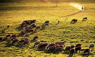 【独库公路】那拉提,赛里木湖,口岸,薰衣草单卧单动四日游