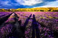 伊犁草原风光火车双卧三晚两日游（常规型）