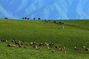 水墨伊犁：天山天池、吐鲁番、赛里木湖、那拉提草原往返8日游