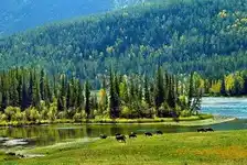 人间净土，神秘莫测 ——喀纳斯、禾木双卧五日游（品质含五彩滩）