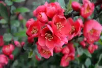 呼图壁海棠节一日游