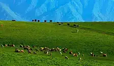 赛里木湖,薰衣草,吐尔根杏花,那拉提,天池,金沙滩,吐鲁番8日