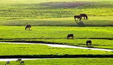 北疆大环游喀纳斯+那拉提+禾木+巴音布鲁克+天池+吐鲁番+可可托海11日