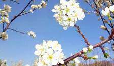 托克逊赏花踏春一日游