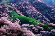 醉美杏花林·伊犁杏花火车双卧四晚三日游