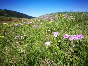“山花烂漫--天山草原花之旅”-摄影团（晚春）　