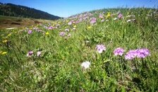 “山花烂漫--天山草原花之旅”-摄影团（晚春）　