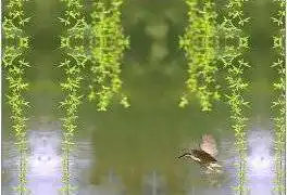 上天池度假村,图一