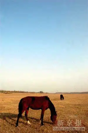 周末找一片林地露营