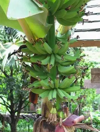 云南西双版纳自驾游攻略