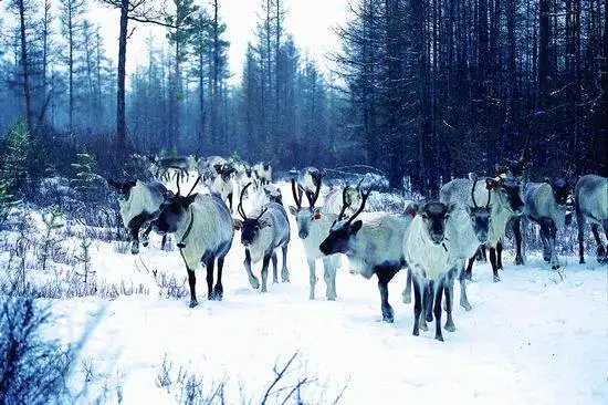 2012春节必去 国内冰雪游目的地