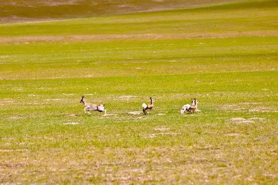 藏北高原 与野生动物亲密接触