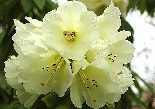 相约百里杜鹃 携手浪漫花海