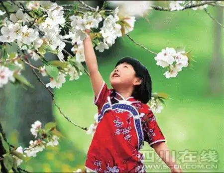 赏花绣年画 绵竹推出两条震后旅游线路