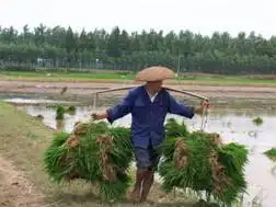 自驾游带你与农民一起体验农作的快乐