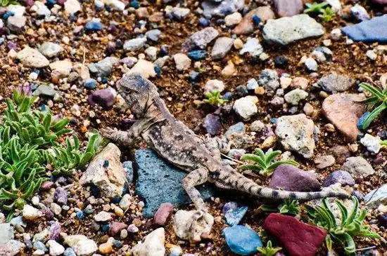 藏北高原 与野生动物亲密接触