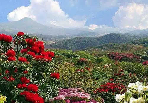 相约百里杜鹃 携手浪漫花海