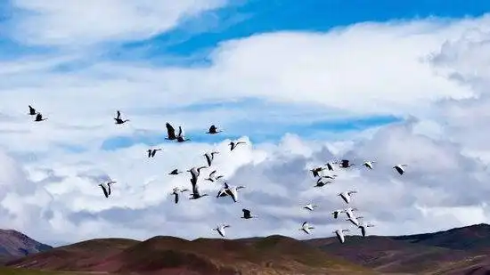 藏北高原 与野生动物亲密接触