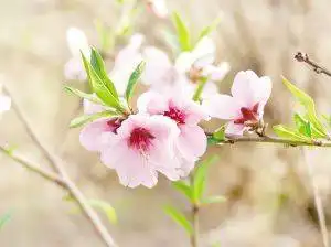 四月自驾游 赏花正当时(图)