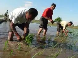 自驾游带你与农民一起体验农作的快乐
