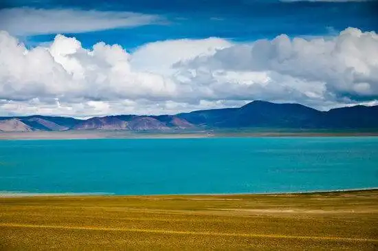 藏北高原 与野生动物亲密接触