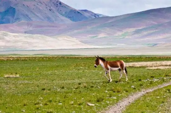藏北高原 与野生动物亲密接触