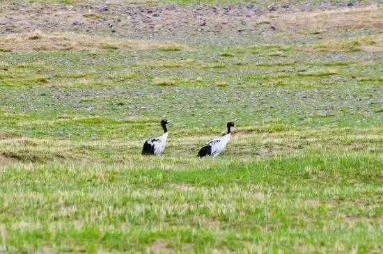藏北高原 与野生动物亲密接触