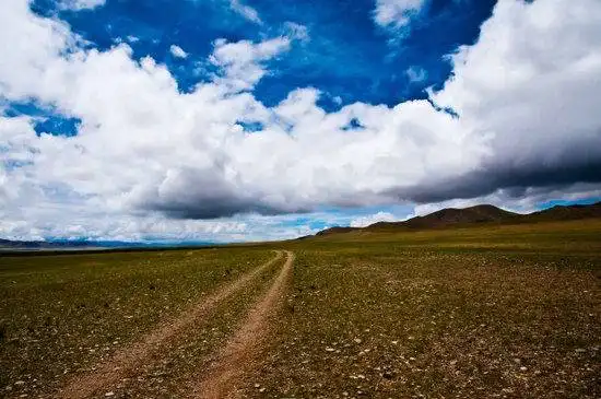 藏北高原 与野生动物亲密接触