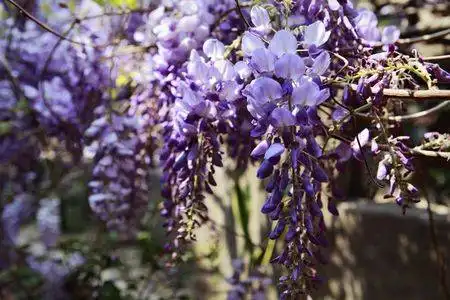 鼓浪屿慵懒旅游路线攻略