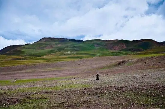 藏北高原 与野生动物亲密接触