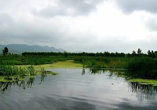 相约百里杜鹃 携手浪漫花海
