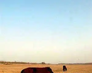 周末找一片林地露营