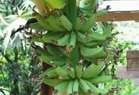 云南西双版纳自驾游攻略