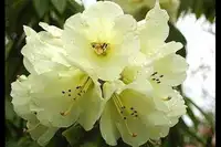 相约百里杜鹃 携手浪漫花海