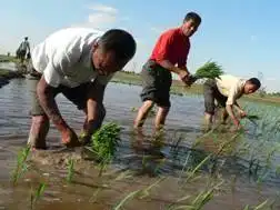 自驾游带你与农民一起体验农作的快乐