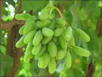 新疆马奶子葡萄